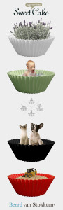 sweet cake choose your flavour